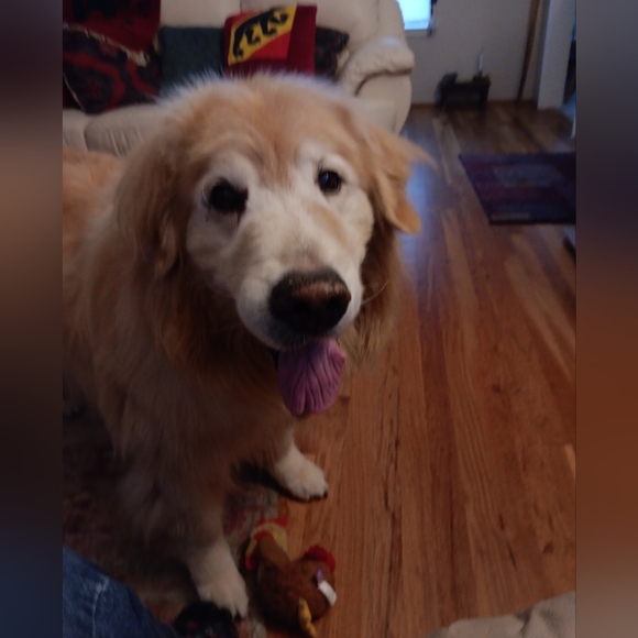 Meet your Posher, Natalie 🐶🐱❤️🐾 - Picture 4 of 12